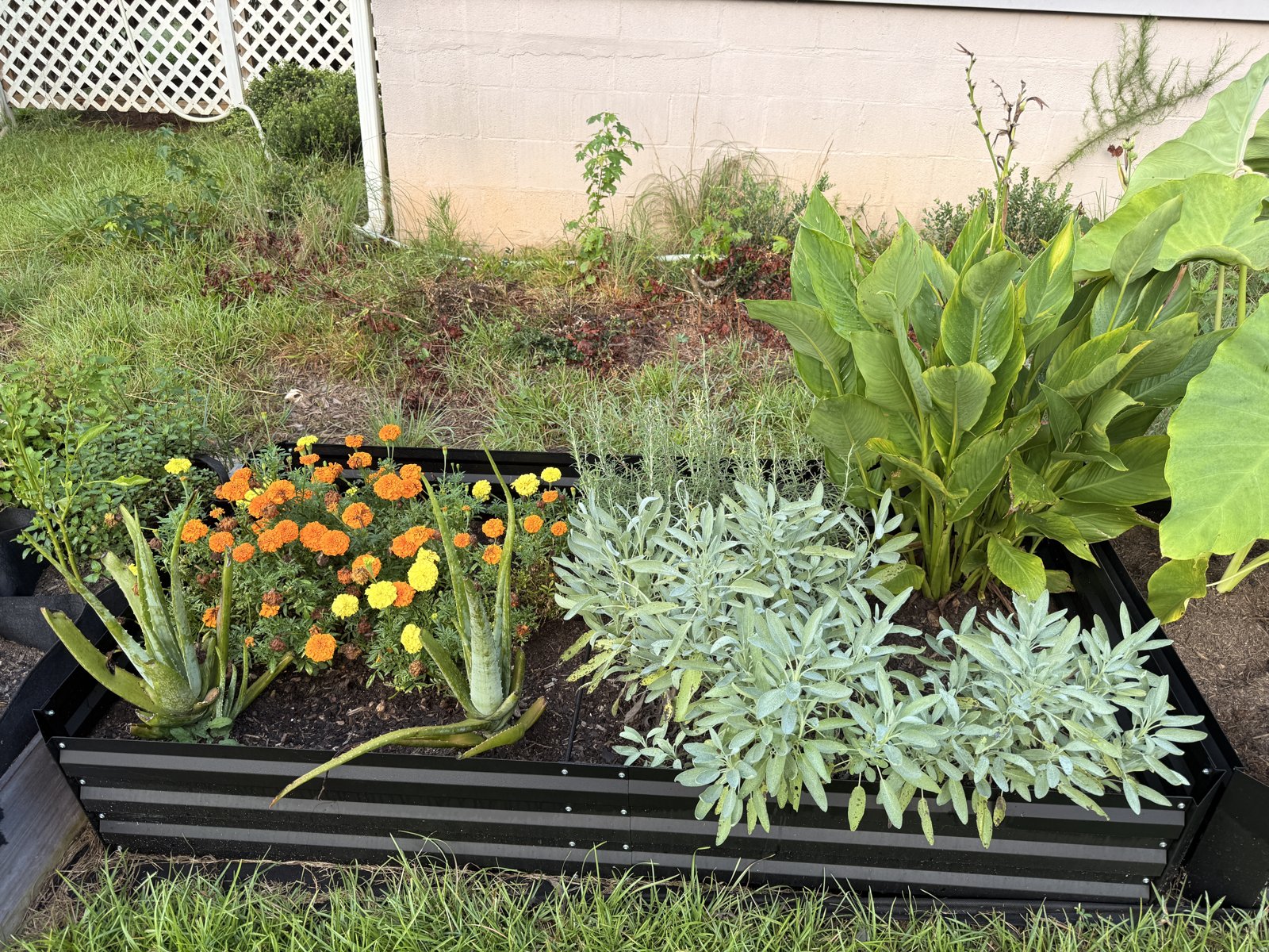 Aloe, marigolds, and sage growing in a raised bed