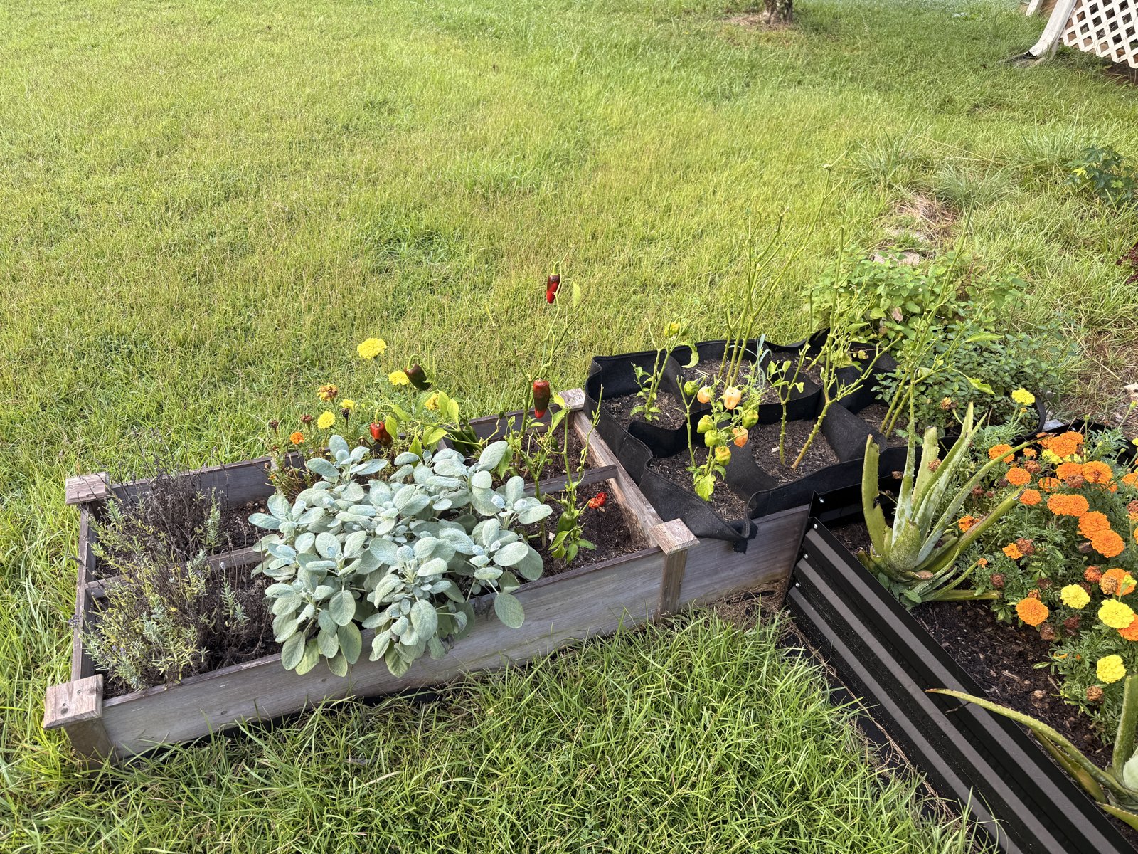 Peppers, marigolds, and lambs ear growing in a raised bed